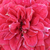 Red - Ground cover rose - Mauve™